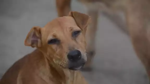 Los perros suelen ser más sensibles con la pirotecnia Los perros suelen ser más sensibles con la pirotecnia