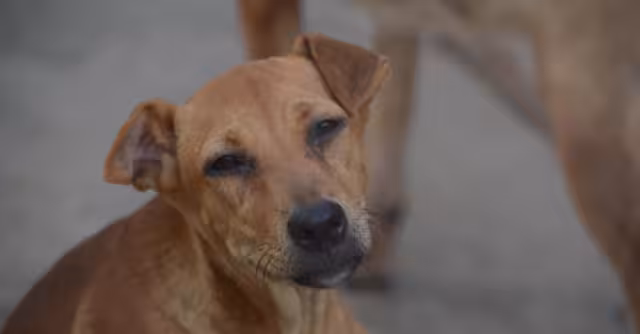 Los perros suelen ser más sensibles con la pirotecnia