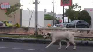En los primeros meses del 2025 se han reportado aproximadamente 300 casos de crueldad en Mérida