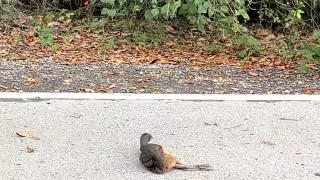 Ecologistas piden respeto a límites de velocidad y protección ambiental