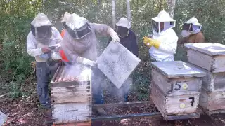 Plagas peligrosas atacan los apiarios en Tahdziú, Yucatán