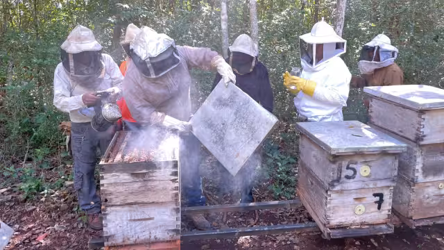 Reportan disminución en población de colmenas por la presencia del escarabajo y de la varroa