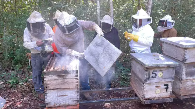 Reportan disminución en población de colmenas por la presencia del escarabajo y de la varroa