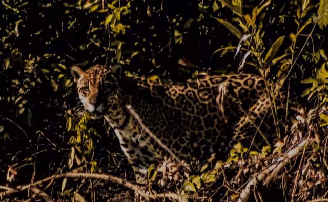 El ciclista Arturo Pelcastre se encuentra a un jaguar en el tramo rumbo a Chenkekén