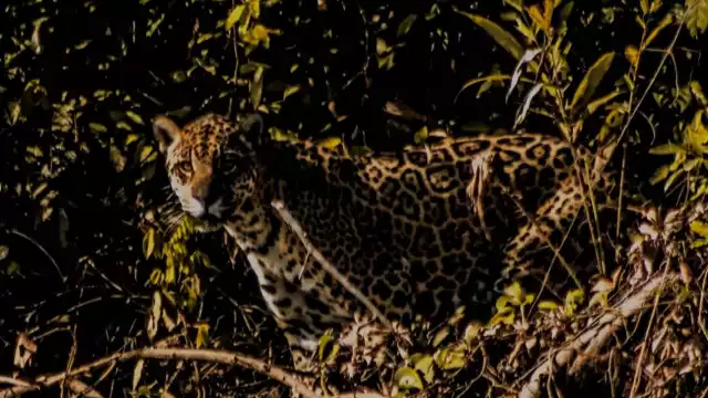 El ciclista Arturo Pelcastre se encuentra a un jaguar en el tramo rumbo a Chenkekén