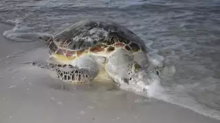 Pesca de especies alternativas causa enmallamiento de delfines y tortugas en la costa de Yucatán