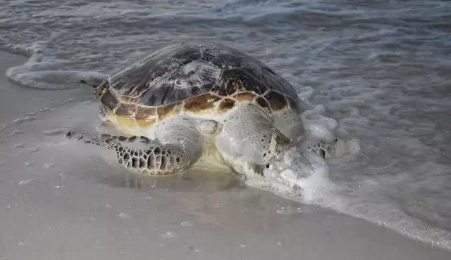 Hombres de mar indican que incrementará el número de tortugas y delfines atrapados en redes de pesca