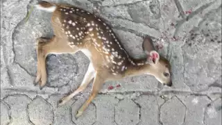 Encuentran una cría de venado sin vida en Playa del Carmen