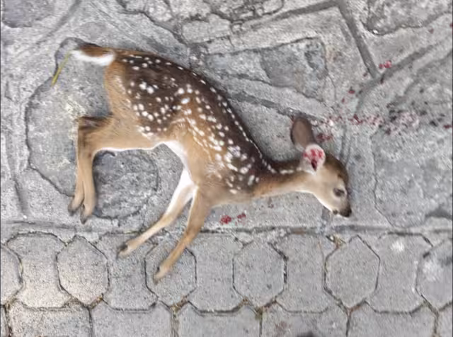 La cría se encontraba tirada a un costado de una de las carreteras del complejo.