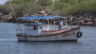 Temporada de pulpo, la salvación de los pescadores en Yucatán