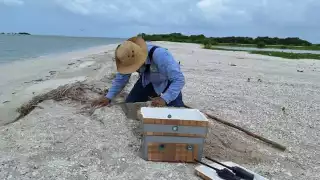  La erosión amenaza la protección de la tortuga carey en Ciudad del Carmen   