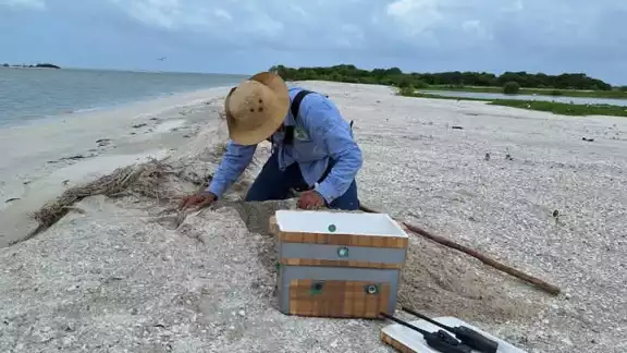 De abril a noviembre se activan protocolos para resguardar a la especie