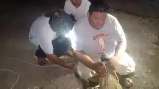 Capturan a un cocodrilo de más de dos metros tras deambular cerca de las casas en Río Lagartos