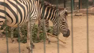 Los animales reciben agua fresca y paletas de hielo