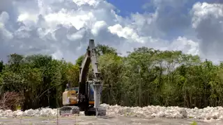 Según ambientalistas,la flora también se ve afectada, pues la caoba y el cedro rojo son talados durante las obras