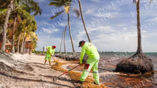 El plan contempla la instalación de cuatro sitios de disposición final del alga, en coordinación con la Marina, el Gobierno estatal y prestadores de servicios