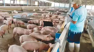 La expansión desmedida de la industria porcícola amenaza la salud y la biodiversidad