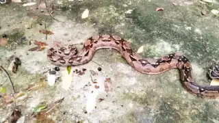 Boa asusta a niños en un parque infantil en Acanceh