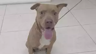 SSP logra feliz reencuentro: Localizan a la dueña de "lomito" extraviado en Mérida     