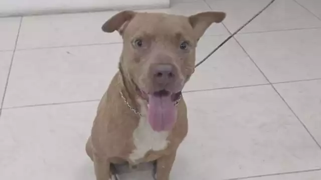 Agentes de la corporación lo resguardaron en la base de la SSP, ubicada en la avenida Reforma