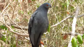 La especie se alimenta de una gran variedad de animales pequeños y medianos