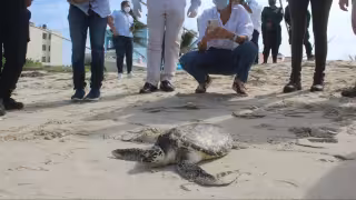 Piden no regresar al mar a tortugas y mamíferos lesionados en Progreso