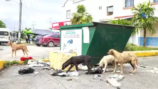 En Cancún hay 200 mil perros y gatos callejeros, concentrados en zonas periféricas.