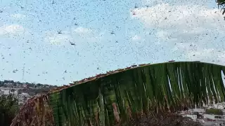Temporada de lluvias aumenta riesgo de plaga de langosta en Campeche
