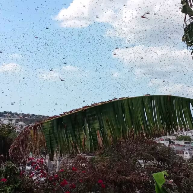Alertan por población de langosta en la Entidad