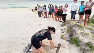 Liberan a más de 300 crías de tortuga en la Playa Chen Río, Cozumel