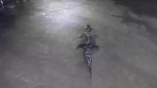 Cocodrilos aún merodean en el balneario Chiquilá en Río Lagartos