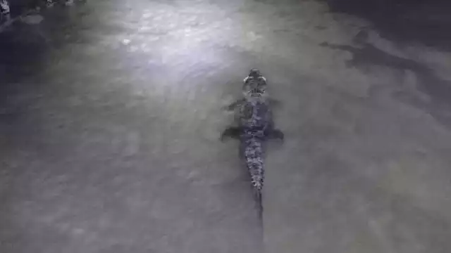 Continúa la constante vigilancia de los cocodrilos que aparecieron en el balneario hace unos días