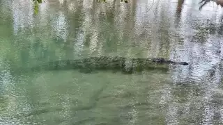 Reabren el balneario de Chiquilá en Río Lagartos tras el hallazgo de tres cocodrilos