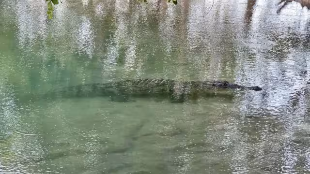 Son tres cocodrilos los que rondaban en el balneario de Chiquilá