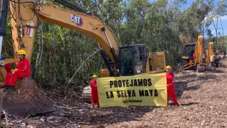 La Península perdió 285 mil 580 hectáreas de selva entre 2019 y 2023