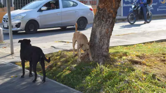 Cinco perros han dado positivo a gusano barrenador en Yucatán Cinco perros han dado positivo a gusano barrenador en Yucatán