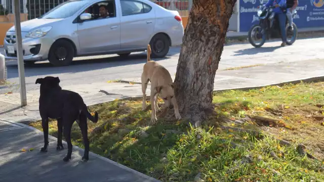 Cinco perros han dado positivo a gusano barrenador en Yucatán