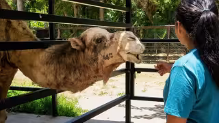 Fallece “El Güero”, el emblemático dromedario del Zoológico Payo Obispo tras superar su esperanza de vida