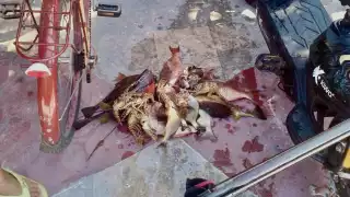 Activista denuncia caza furtiva en las costas de Playa del Carmen