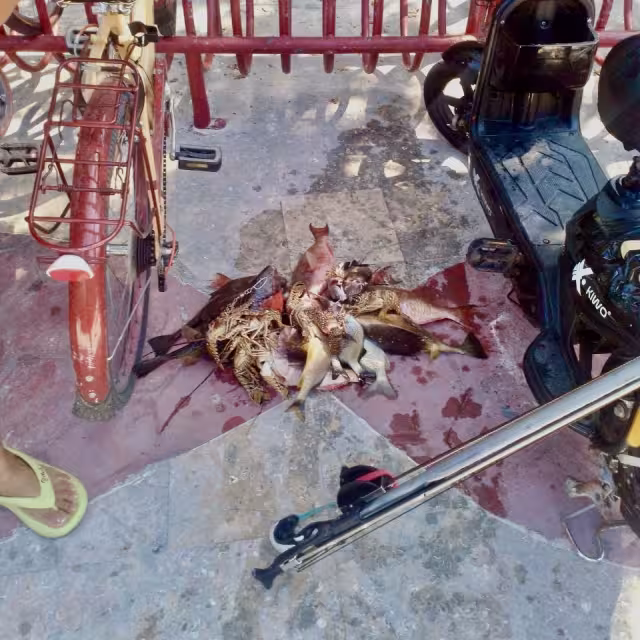 El activista acusó la falta de interés de proteger y conservar los recursos naturales