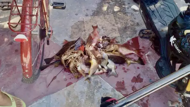 El activista acusó la falta de interés de proteger y conservar los recursos naturales