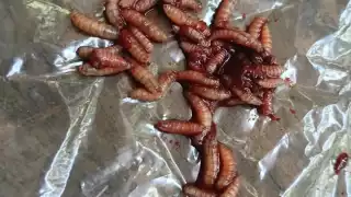 Cofopecam confirma el primer caso de gusano barrenador