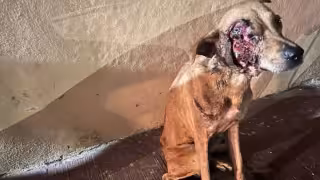 Veterinaria rescata a perro con más de la mitad del rostro desgarrado