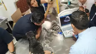 Sin médicos veterinarios las enfermedades zoonóticas aumentarían exponencialmente y podría haber epidemias que amenacen a la población