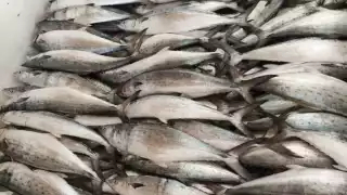 En febrero finalizan las capturas de este producto, que tiene buena demanda.