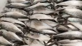 Pesca de sierra en Ciudad del Carmen mantiene confiados a rivereños  