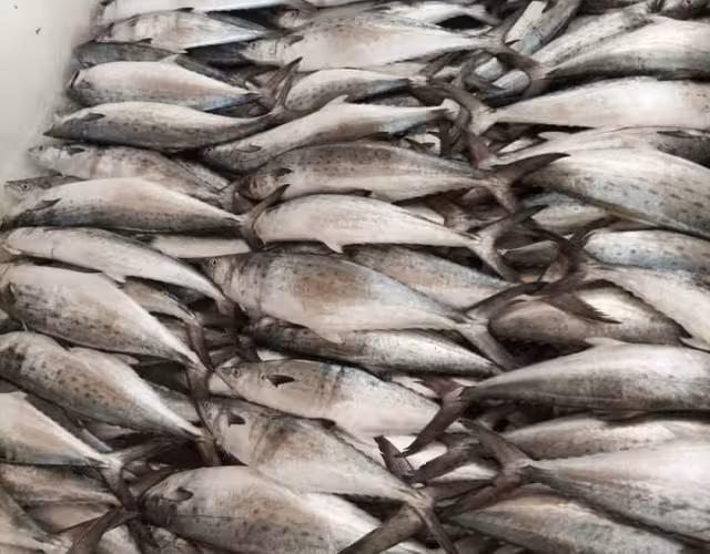 En febrero finalizan las capturas de este producto, que tiene buena demanda.