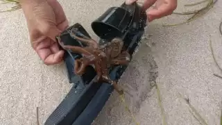 Beryl expulsa  a especies marinas a la costa de Progreso 