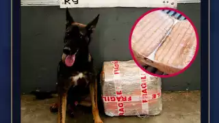 Perrito policía “Cimbi” ayuda a decomisar 7 kilos de droga en paquetería de Campeche