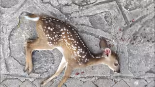 La cría se encontraba tirada a un costado de una de las carreteras del complejo.